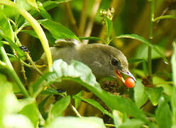 Caribbean Elaenia