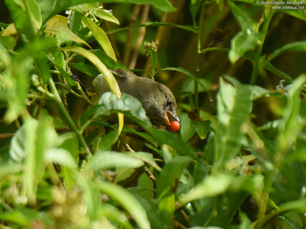 Caribbean Elaeniaadult, feeding habits, eats