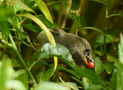 Caribbean Elaenia