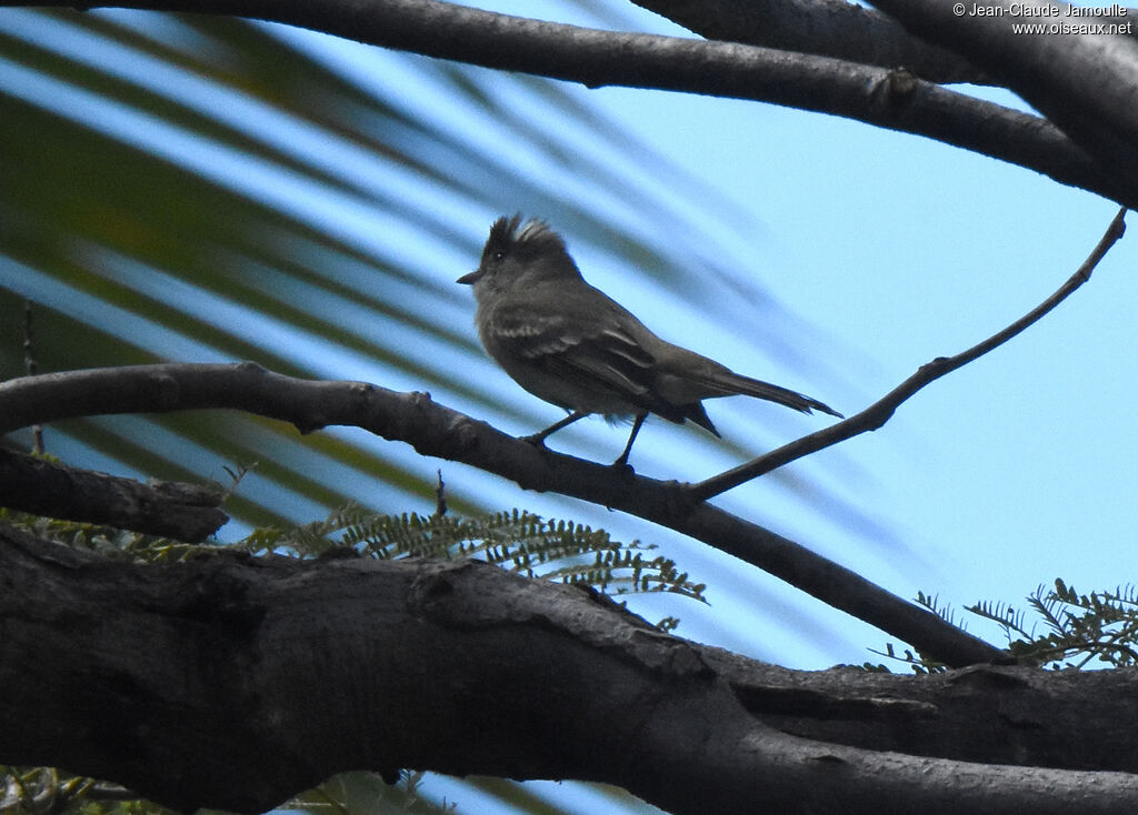 Caribbean Elaenia