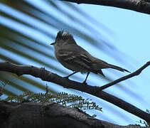 Caribbean Elaenia