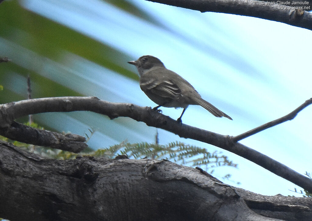 Caribbean Elaenia