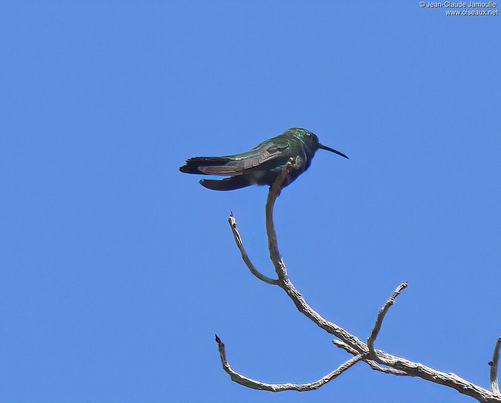 Hispaniolan Emerald male