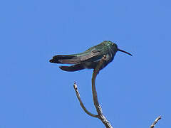 Hispaniolan Emerald