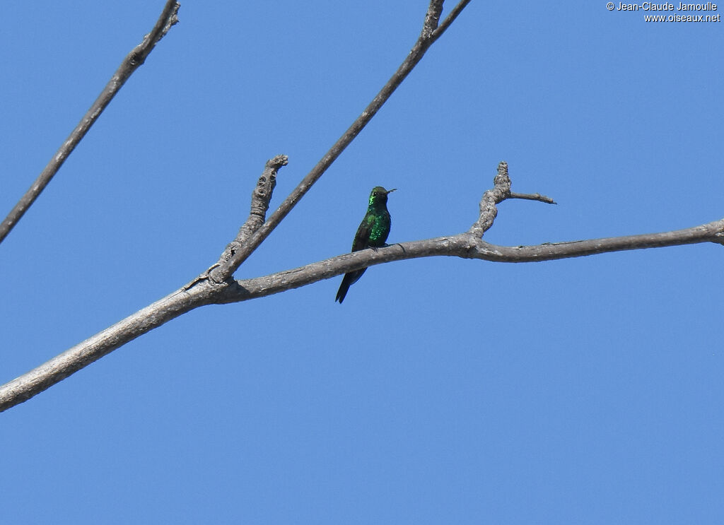 Cuban Emerald