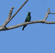 Cuban Emerald