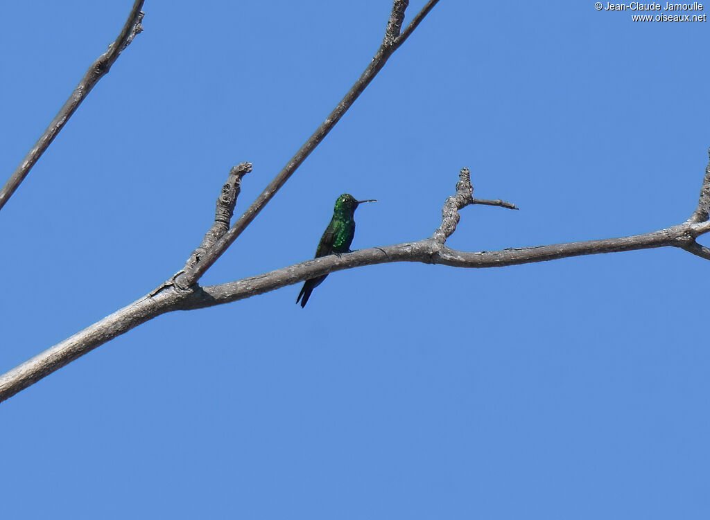 Cuban Emerald