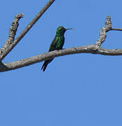 Cuban Emerald