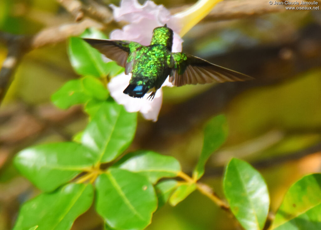 Blue-tailed Emerald female adult