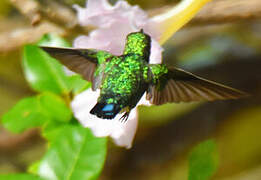 Blue-tailed Emerald