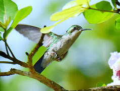 Blue-tailed Emerald