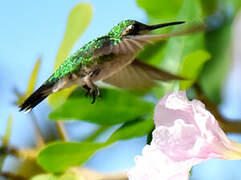 Blue-tailed Emerald