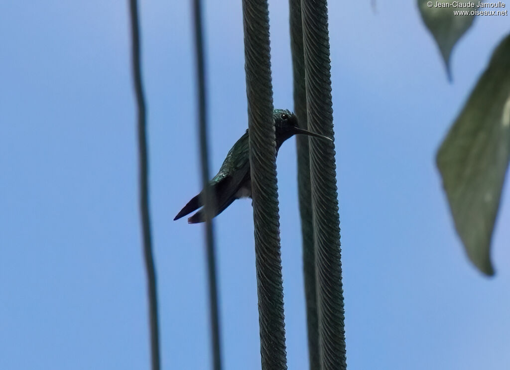 Émeraude orvert mâle adulte