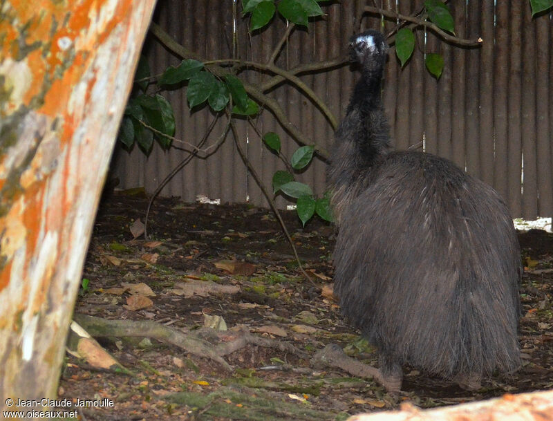 Emu, Behaviour