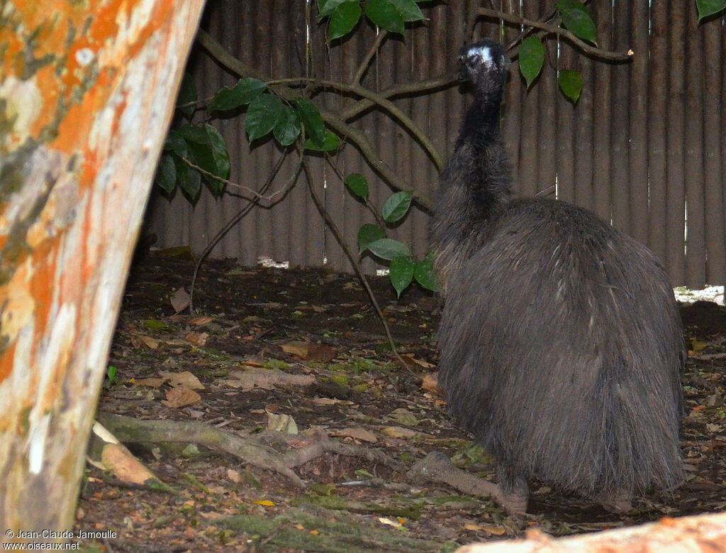 Émeu d'Australie, Comportement