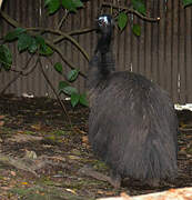 Emu