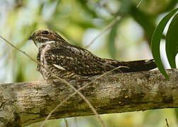 Lesser Nighthawk