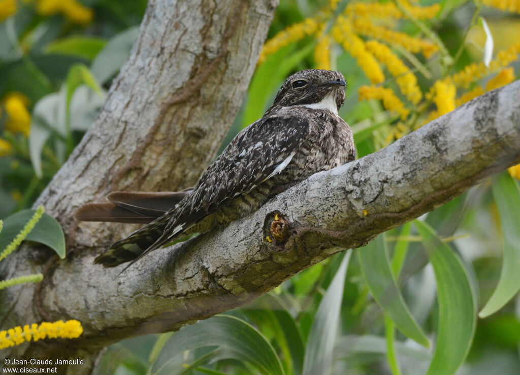 Lesser Nighthawk