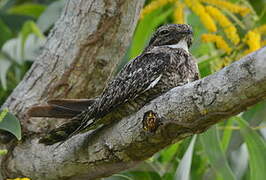 Lesser Nighthawk