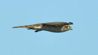 Eurasian Sparrowhawk