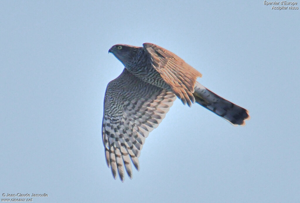 Eurasian Sparrowhawk, Flight