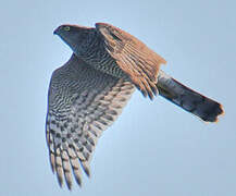 Eurasian Sparrowhawk