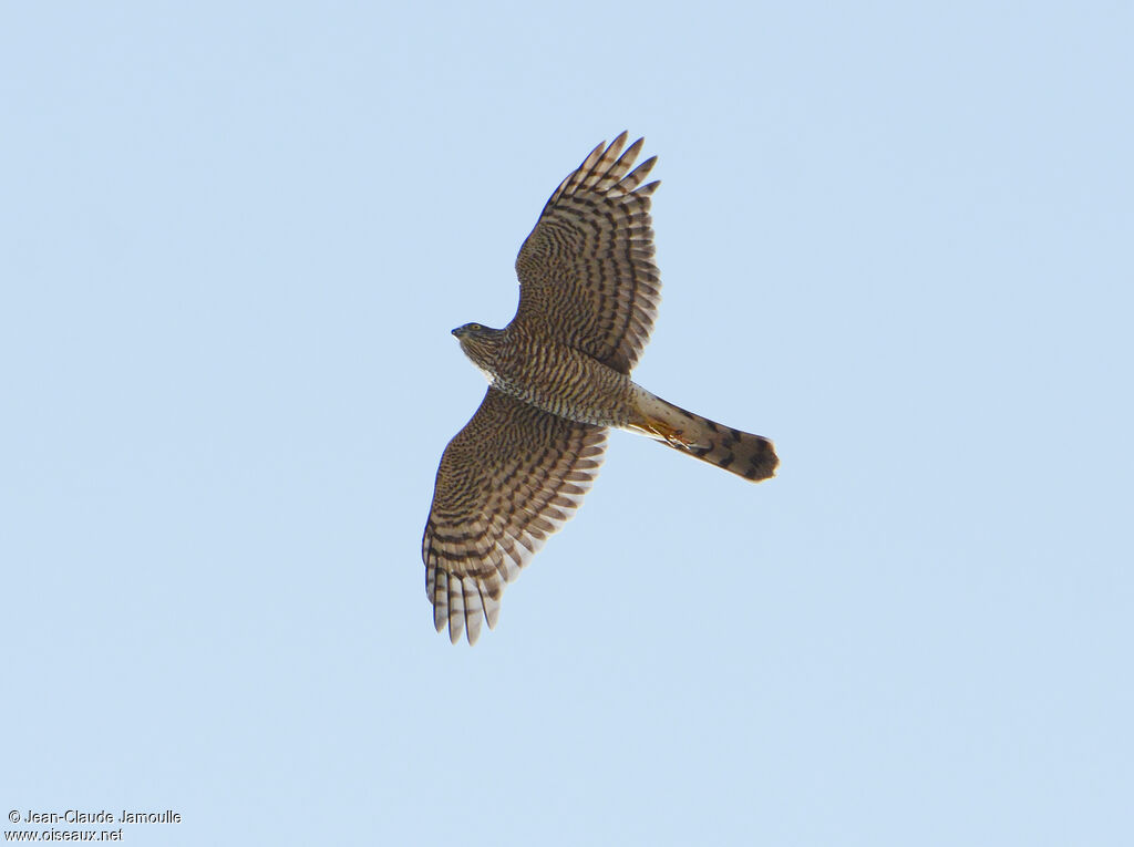 Eurasian Sparrowhawk