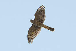 Eurasian Sparrowhawk