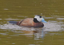 White-headed Duck