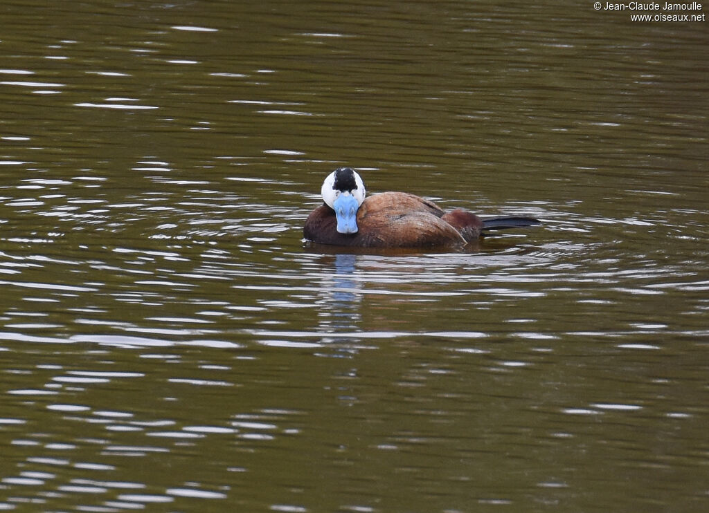 White-headed Duck male, swimming