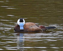 White-headed Duck