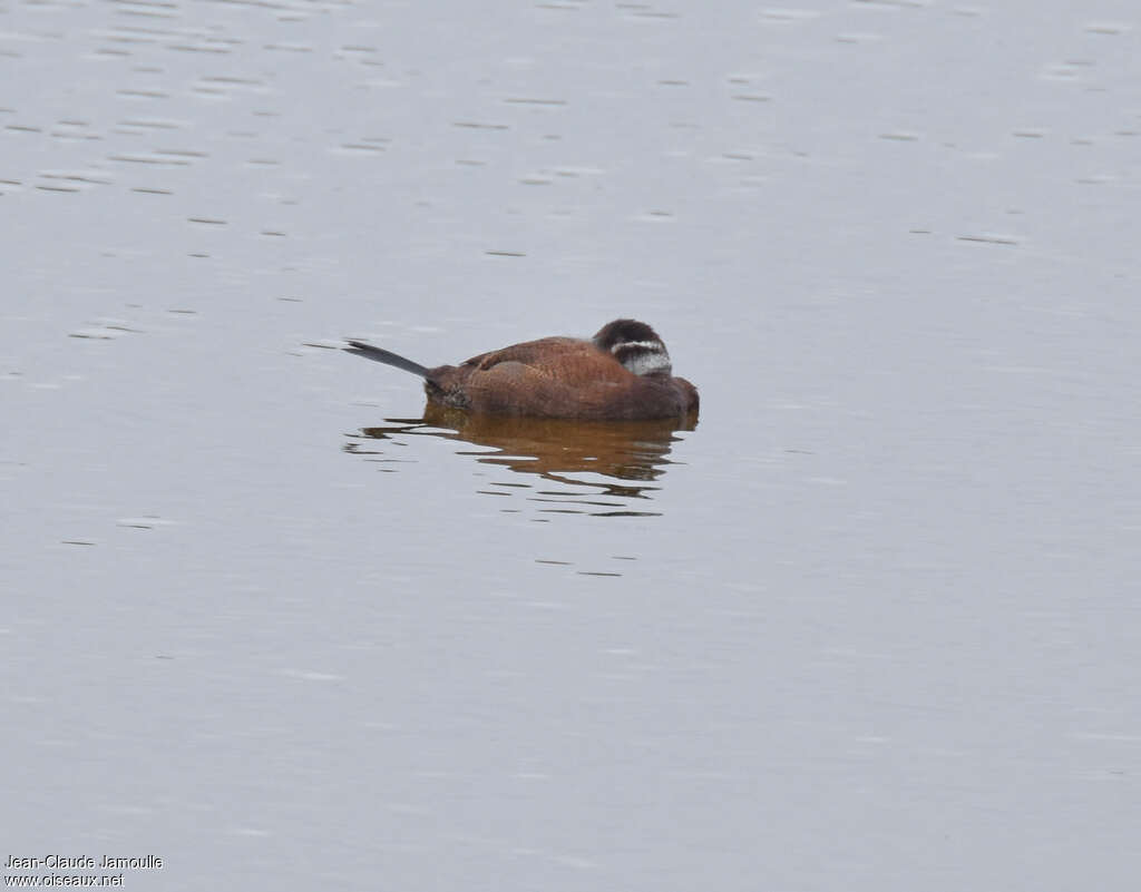 White-headed Duck female adult, Behaviour