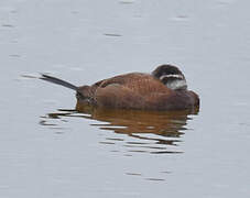 White-headed Duck