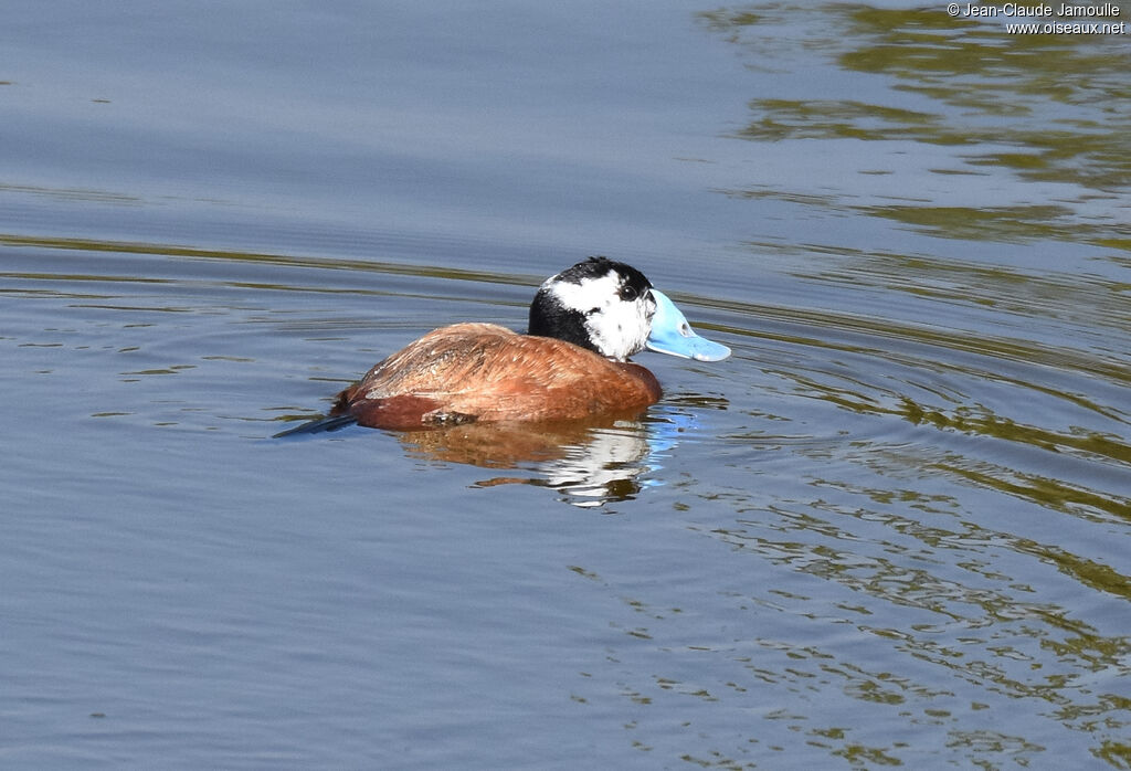 White-headed Duck