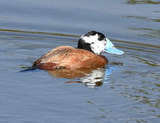 White-headed Duck