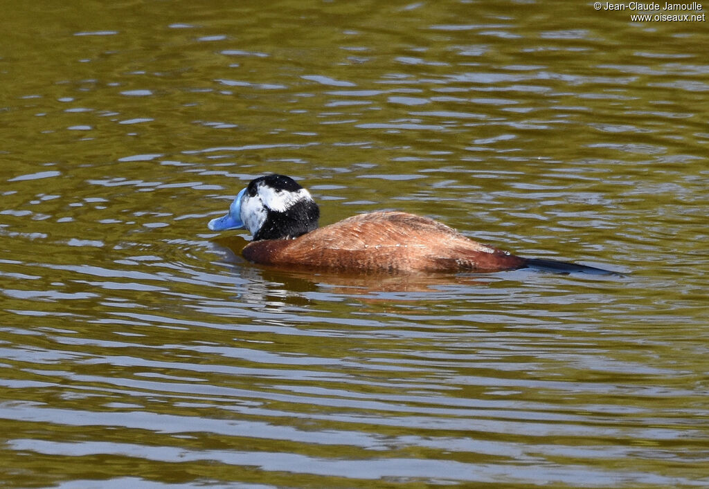 White-headed Duck