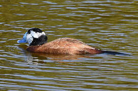 White-headed Duck