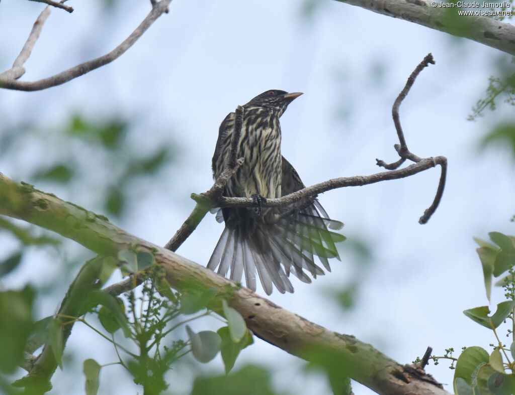 Palmchat