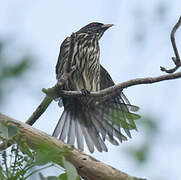 Palmchat