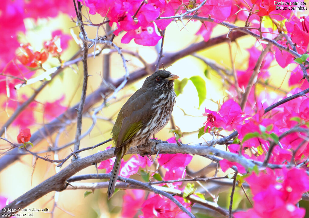 Palmchat, identification