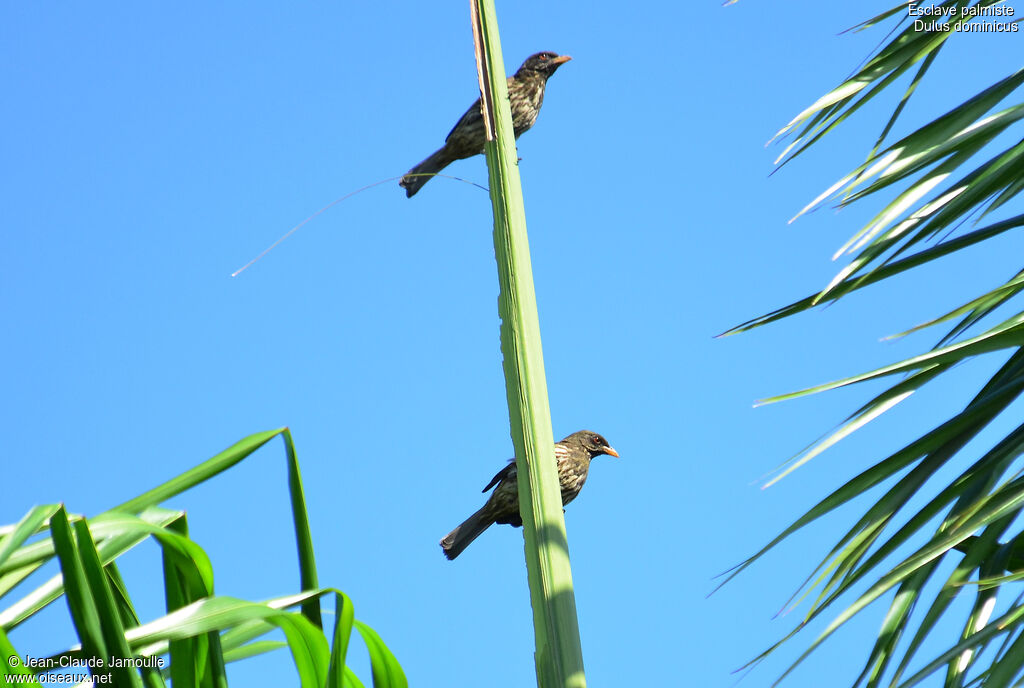 Palmchat