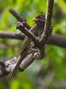 Palmchat