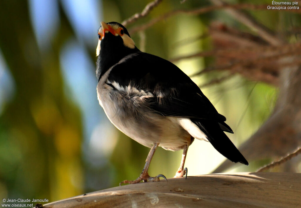 Indian Pied Myna