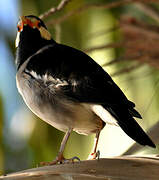 Pied Myna