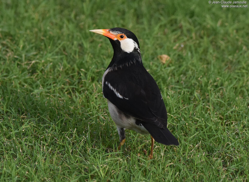 Indian Pied Myna