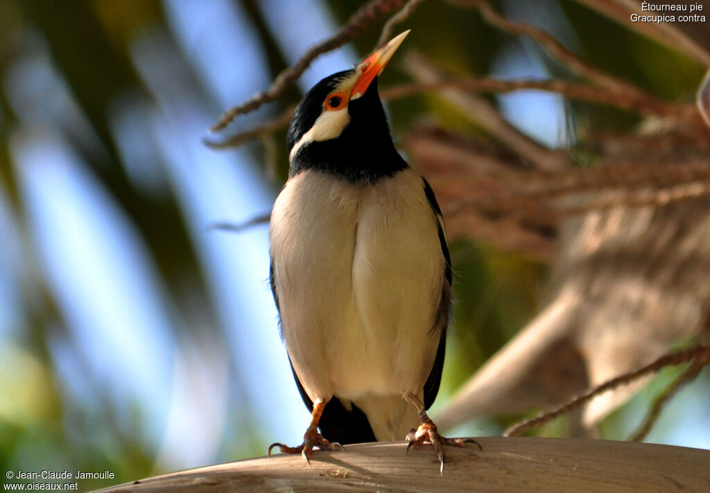 Indian Pied Myna