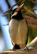 Pied Myna