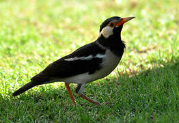 Indian Pied Myna