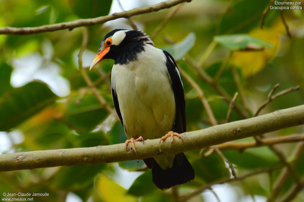 Pied Myna, Behaviour