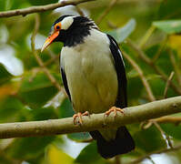 Indian Pied Myna